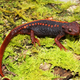 The “Klingon” newt was found in Thailand, and it measures between 6 and 7 cm long. It’s only the fourth newt species ever found in Thailand. (Image: Chiang Rai)